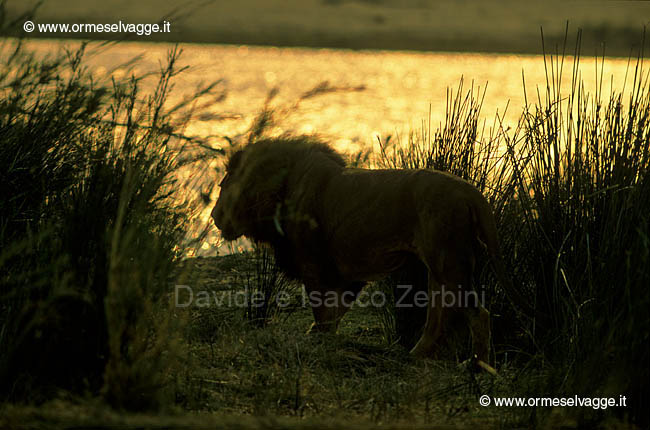 Leone al tramonto 29-21-01